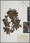 Foto von Salix atrocinerea Brot. x Salix aurita L.